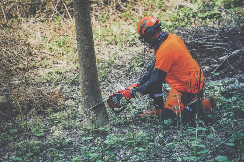 Les &eacute;tapes essentielles d'un abattage d'arbres s&eacute;curis&eacute; &agrave; Marly